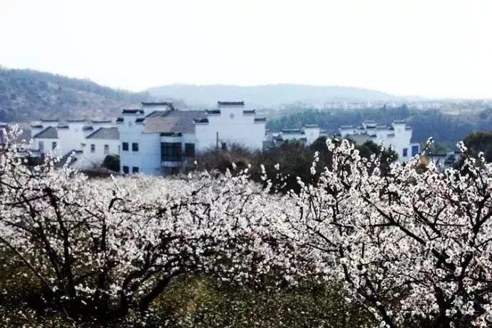 救援大胡子斗士